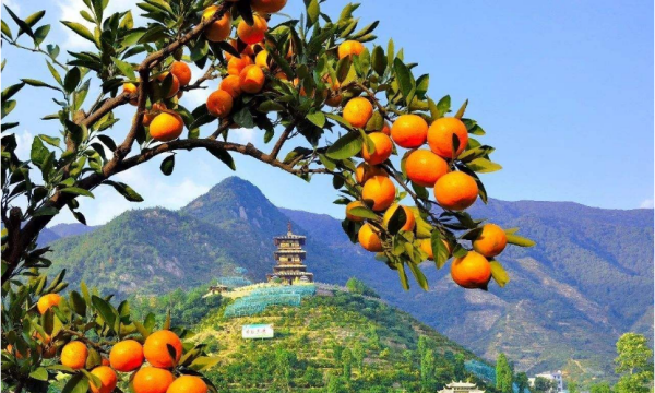 黃巖蜜桔和涌泉蜜桔有什么區(qū)別?